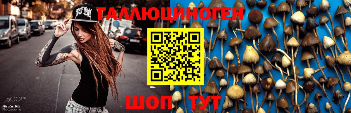 Галлюциногенные грибы Psilocybine cubensis Жуковский